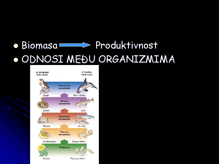 Biomasa Produktivnost l ODNOSI MEĐU ORGANIZMIMA l 