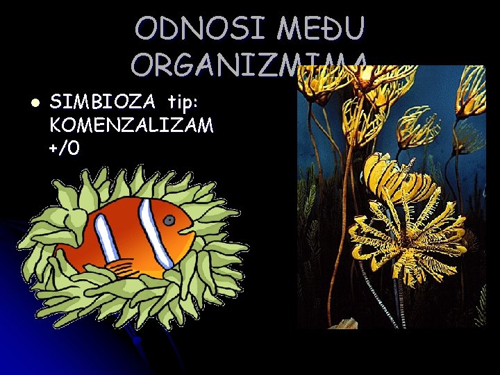 ODNOSI MEĐU ORGANIZMIMA l SIMBIOZA tip: KOMENZALIZAM +/0 