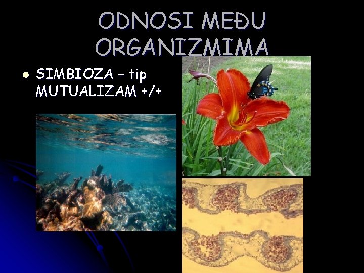 ODNOSI MEĐU ORGANIZMIMA l SIMBIOZA – tip MUTUALIZAM +/+ 