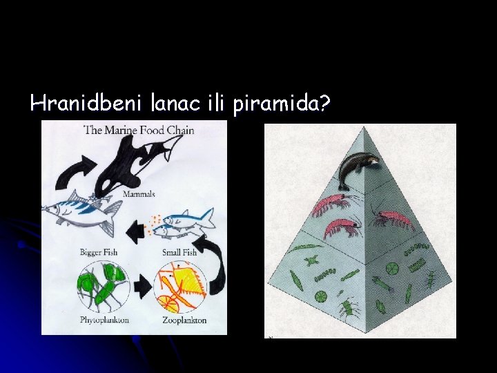 Hranidbeni lanac ili piramida? 