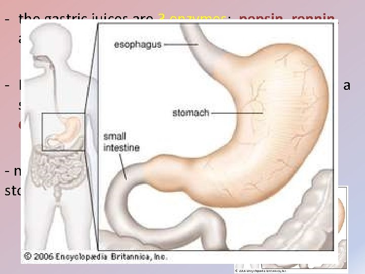 - the gastric juices are 3 enzymes: pepsin, rennin, and lipase - HCl is