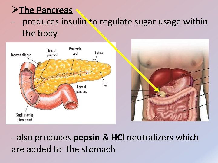 ØThe Pancreas - produces insulin to regulate sugar usage within the body - also