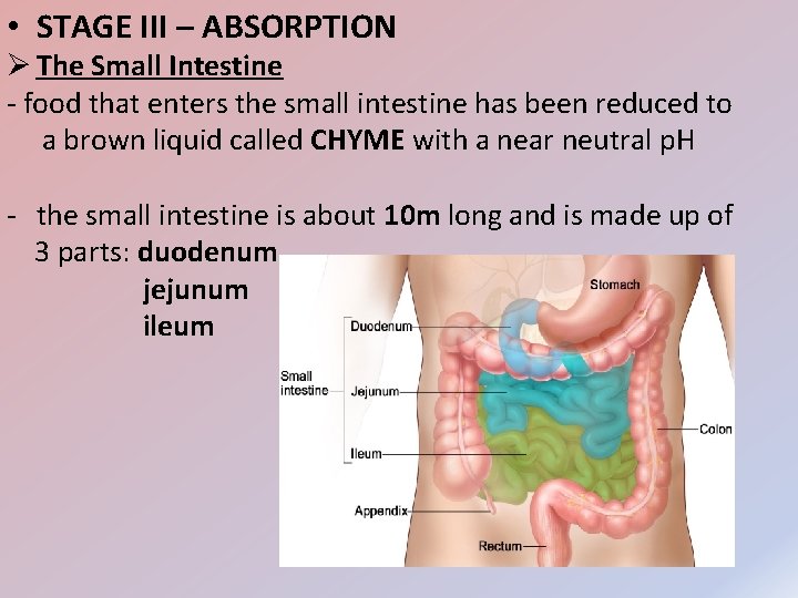  • STAGE III – ABSORPTION Ø The Small Intestine - food that enters