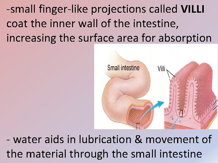 -small finger-like projections called VILLI coat the inner wall of the intestine, increasing the