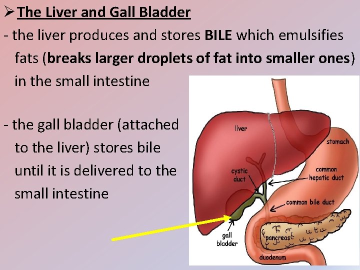 Ø The Liver and Gall Bladder - the liver produces and stores BILE which