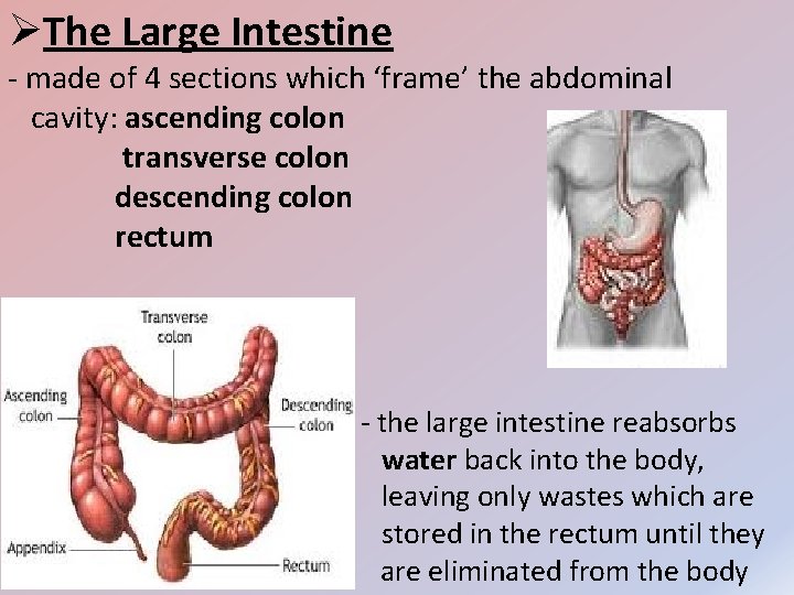 ØThe Large Intestine - made of 4 sections which ‘frame’ the abdominal cavity: ascending
