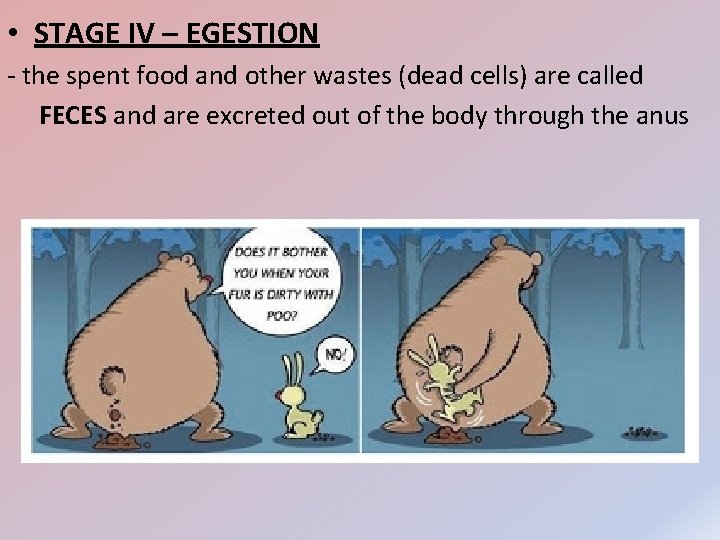  • STAGE IV – EGESTION - the spent food and other wastes (dead
