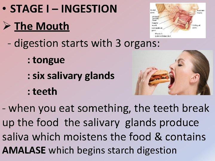  • STAGE I – INGESTION Ø The Mouth - digestion starts with 3