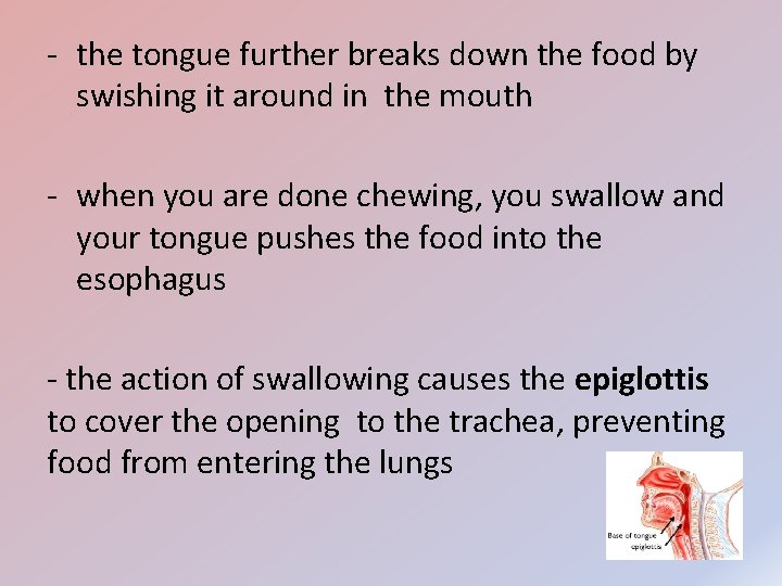 - the tongue further breaks down the food by swishing it around in the