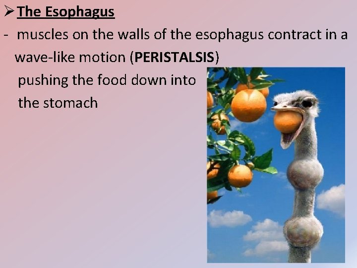 Ø The Esophagus - muscles on the walls of the esophagus contract in a
