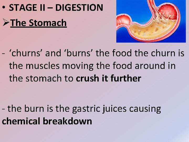  • STAGE II – DIGESTION ØThe Stomach - ‘churns’ and ‘burns’ the food