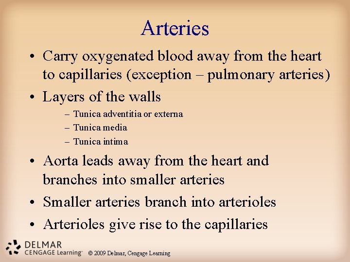 Arteries • Carry oxygenated blood away from the heart to capillaries (exception – pulmonary