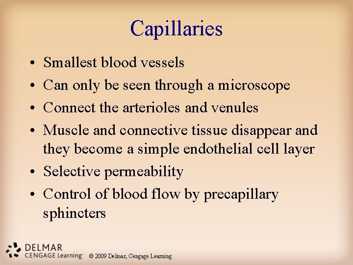 Capillaries • • Smallest blood vessels Can only be seen through a microscope Connect