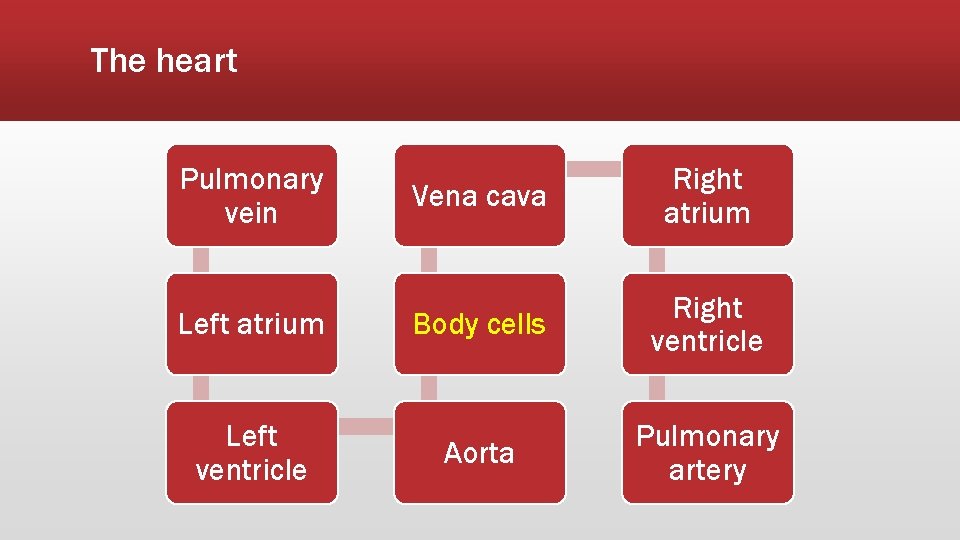 The heart Pulmonary vein Left atrium Left ventricle Vena cava Right atrium Body cells