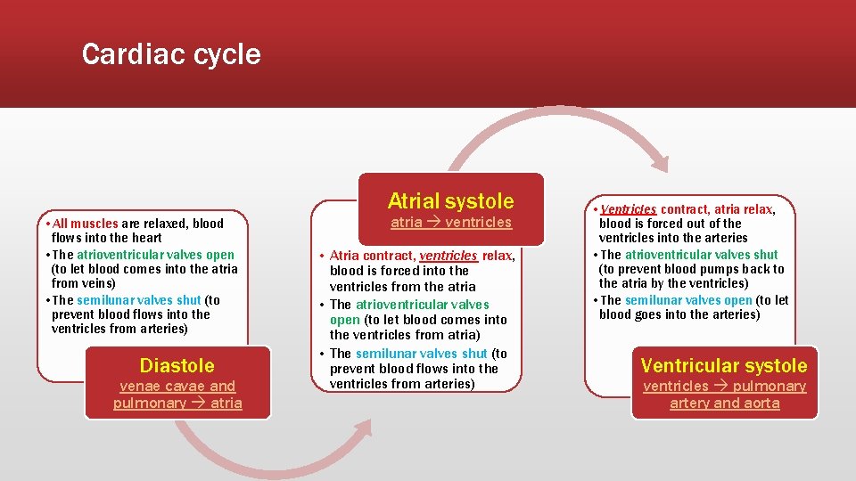 Cardiac cycle Atrial systole • All muscles are relaxed, blood flows into the heart