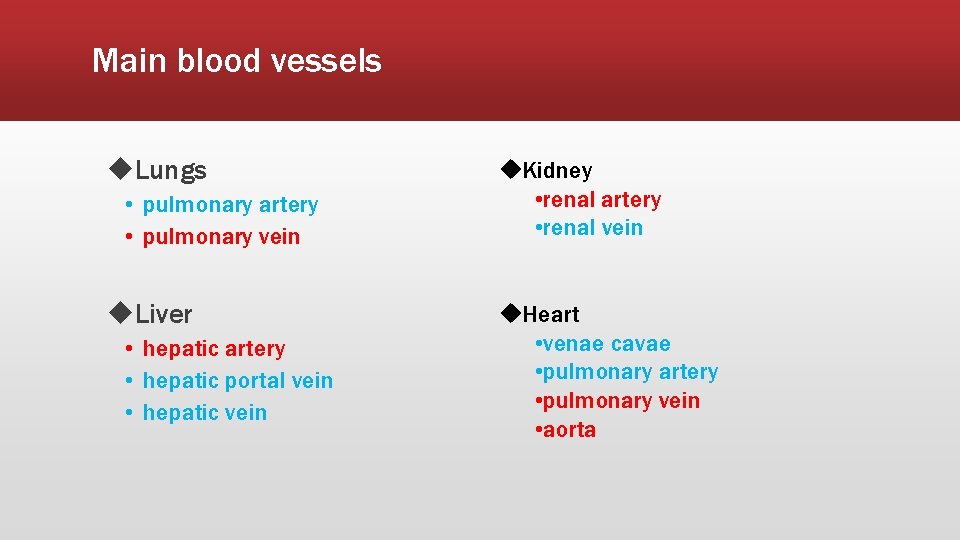 Main blood vessels u. Lungs • pulmonary artery • pulmonary vein u. Liver •