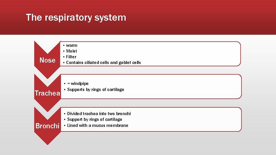 The respiratory system Nose Trachea Bronchi • warm • Moist • Filter • Contains