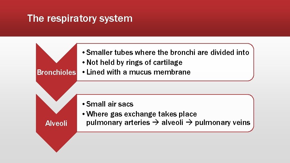 The respiratory system • Smaller tubes where the bronchi are divided into • Not