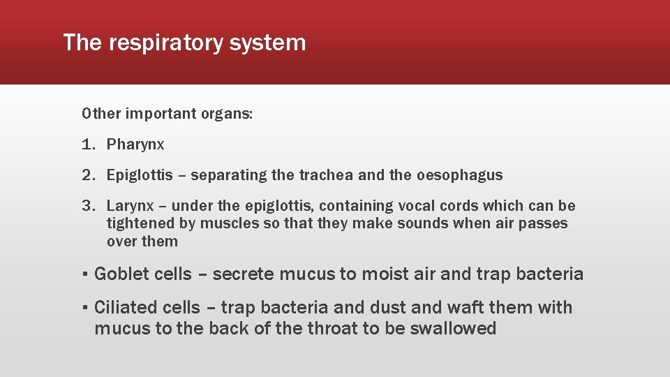 The respiratory system Other important organs: 1. Pharynx 2. Epiglottis – separating the trachea