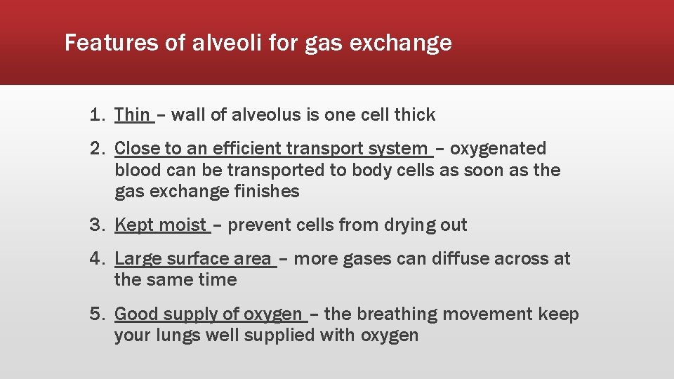 Features of alveoli for gas exchange 1. Thin – wall of alveolus is one