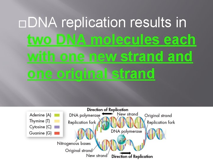 �DNA replication results in two DNA molecules each with one new strand one original