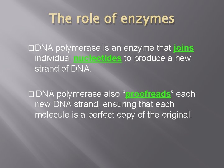 The role of enzymes �DNA polymerase is an enzyme that joins individual nucleotides to