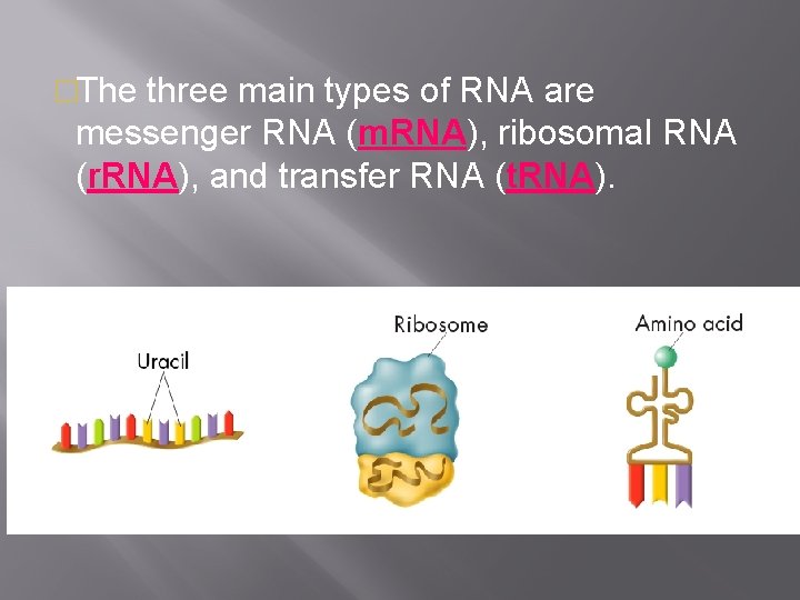 �The three main types of RNA are messenger RNA (m. RNA), ribosomal RNA (r.