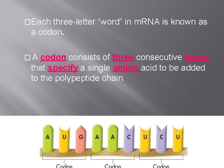 �Each three-letter “word” in m. RNA is known as a codon. �A codon consists