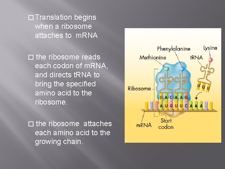 � Translation begins when a ribosome attaches to m. RNA � the ribosome reads