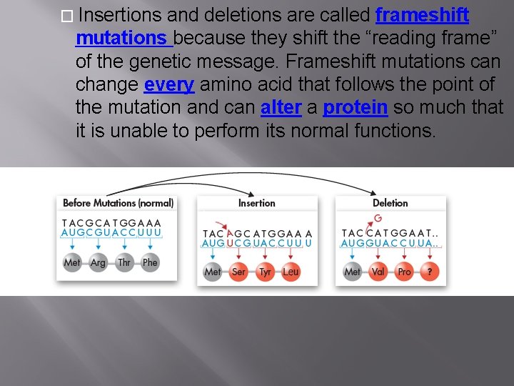 � Insertions and deletions are called frameshift mutations because they shift the “reading frame”