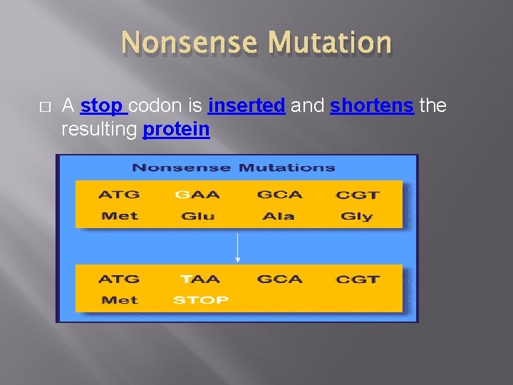 Nonsense Mutation � A stop codon is inserted and shortens the resulting protein 