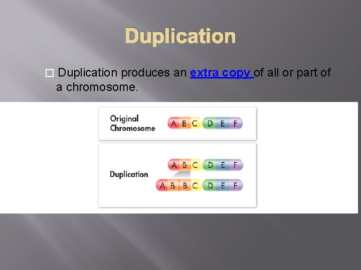 Duplication � Duplication produces an extra copy of all or part of a chromosome.