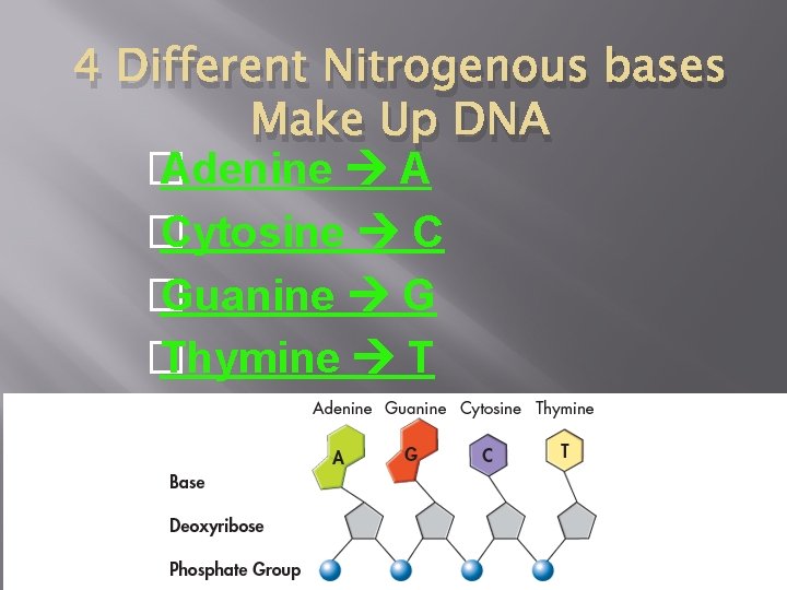 4 Different Nitrogenous bases Make Up DNA � Adenine A � Cytosine C �