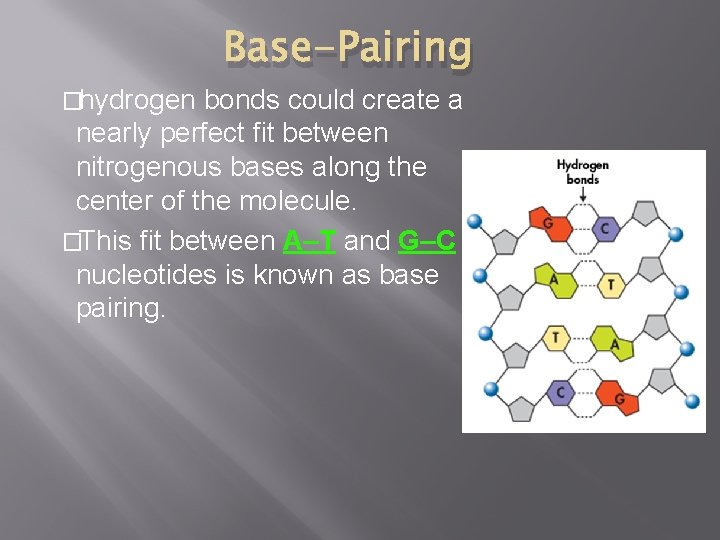 �hydrogen Base-Pairing bonds could create a nearly perfect fit between nitrogenous bases along the