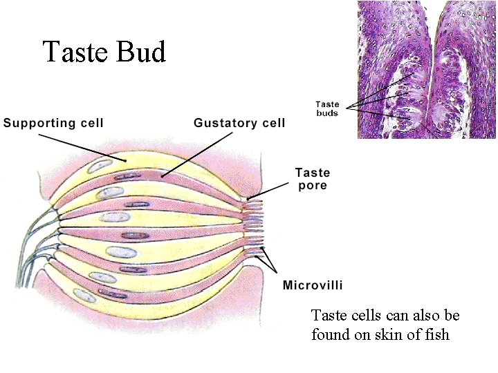 Taste Bud Taste cells can also be found on skin of fish 