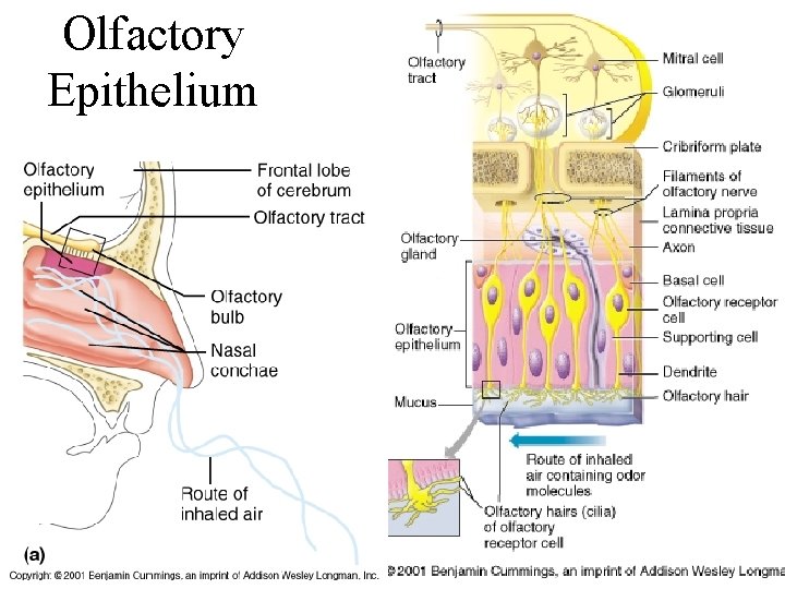 Olfactory Epithelium 