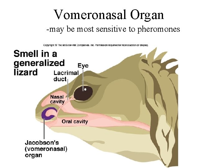 Vomeronasal Organ -may be most sensitive to pheromones 