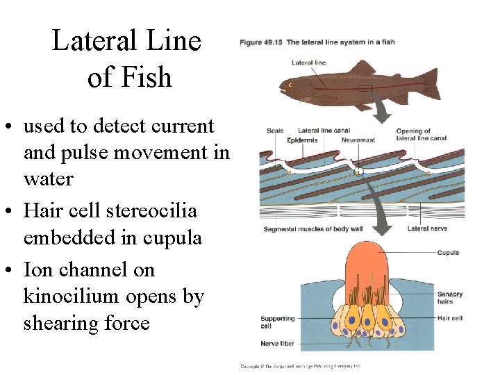 Lateral Line of Fish • used to detect current and pulse movement in water