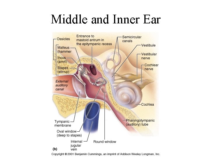 Middle and Inner Ear 