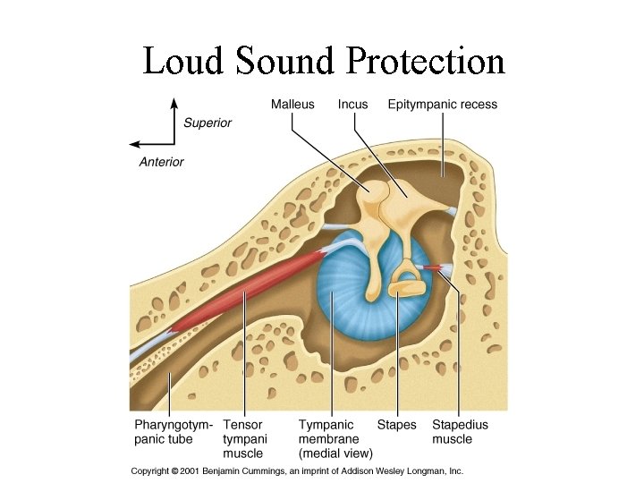 Loud Sound Protection 