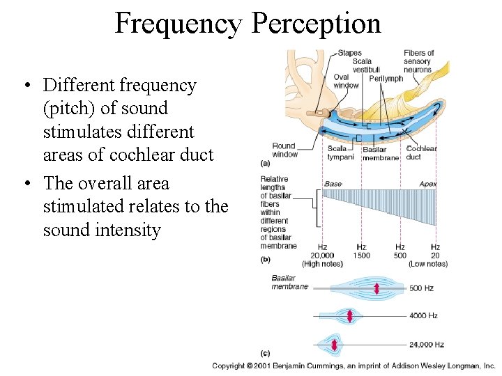 Frequency Perception • Different frequency (pitch) of sound stimulates different areas of cochlear duct