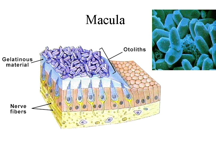 Macula 