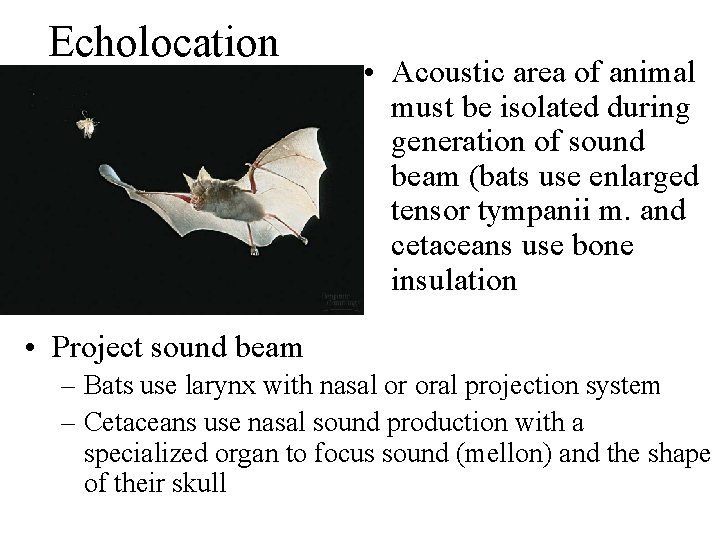 Echolocation • Acoustic area of animal must be isolated during generation of sound beam