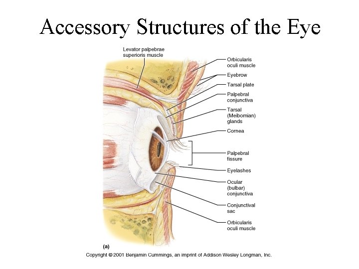 Accessory Structures of the Eye 