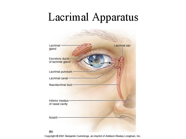 Lacrimal Apparatus 
