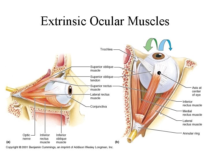 Extrinsic Ocular Muscles 