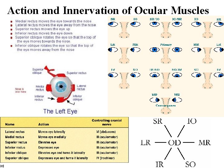 Action and Innervation of Ocular Muscles 