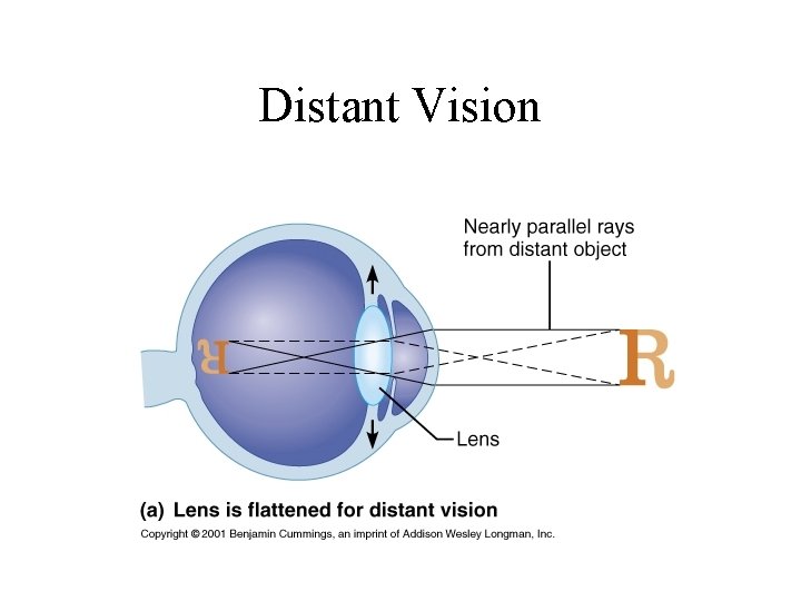 Distant Vision 