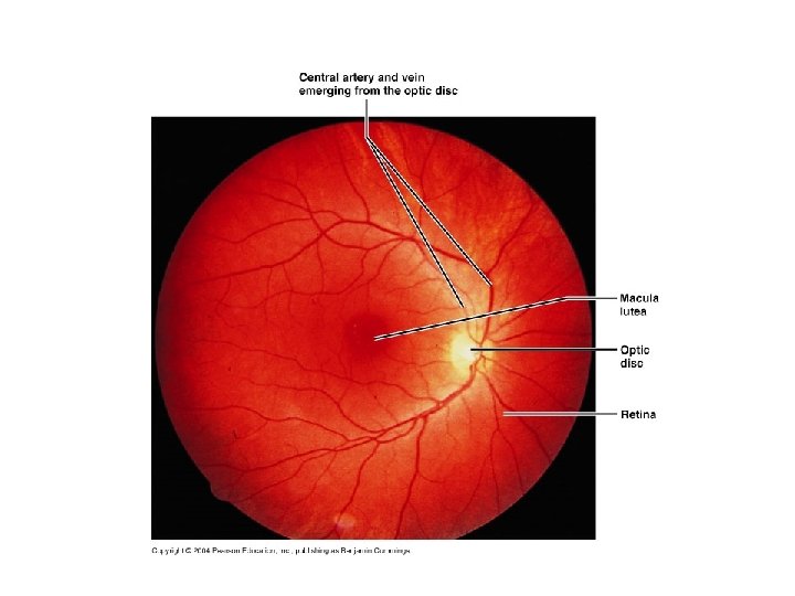 Special Areas of Retina 