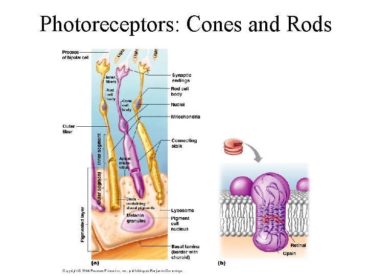 Photoreceptors: Cones and Rods 